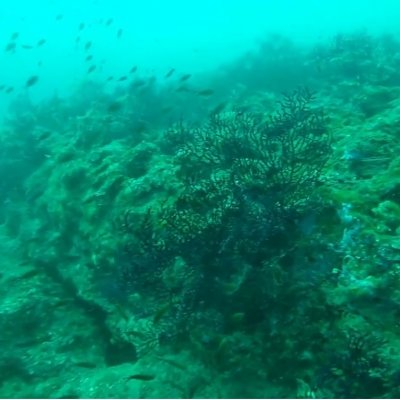 Diving in Montenegro. Corals in the Adriatic sea