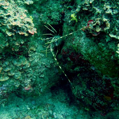 Inhabitants of the Adriatic Sea. Diving