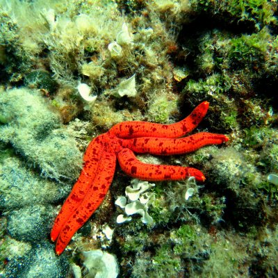Montenegro. Diving for beginners