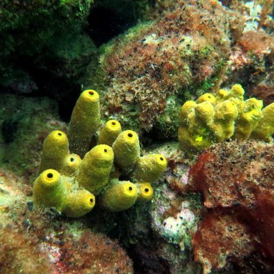 Diving courses in Montenegro