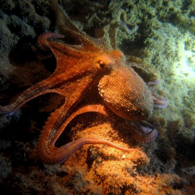 Night diving. Montenegro