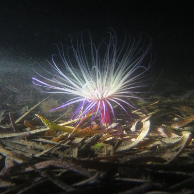 Montenegro. Night dives
