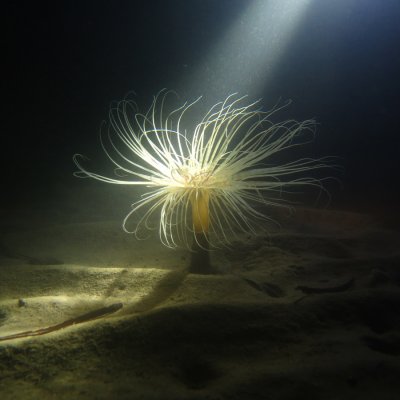 Diving courses in Montenegro