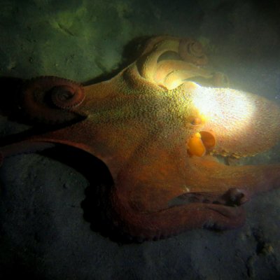 Night diving in Montenegro