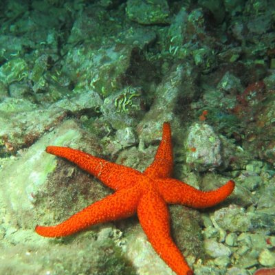 Daily diving in Montenegro