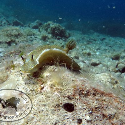 Nudibranchs. Diving. Montenegro
