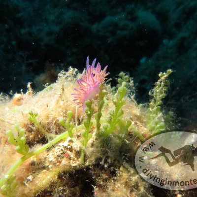 Nudibranchs in Montenegro. Diving