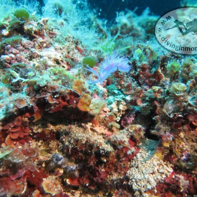 Nudibranchs in the Adriatic. Diving