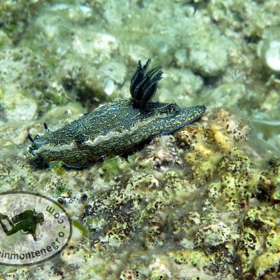 Nudibranch. Montenegro. Diving
