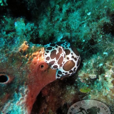 Nudibranchs. Diving in Montenegro