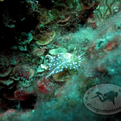 Nudibranchs in the Adriatic sea. Diving in Montenegro