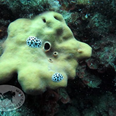 Diving in Montenegro. Nudibranchs