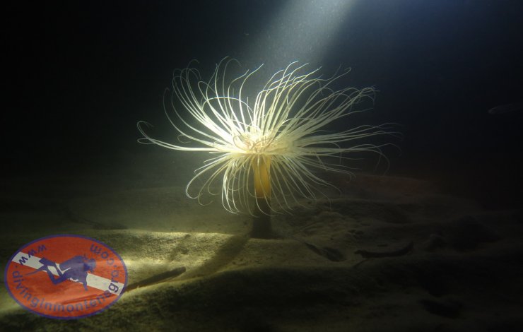 Night dive