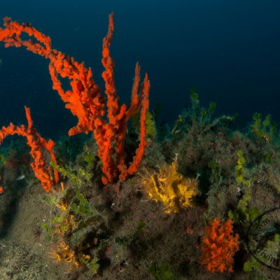 Diving locations in Montenegro