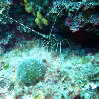Best dive sites in Montenegro