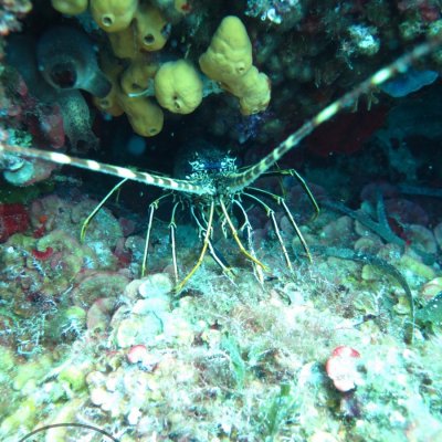 Underwater world of the Adriatic Sea