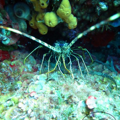 Diving club in Montenegro