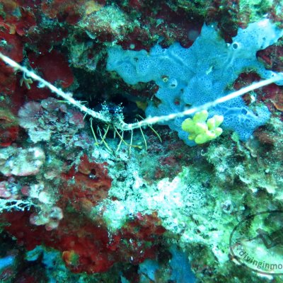 Diving in the Adriatic sea