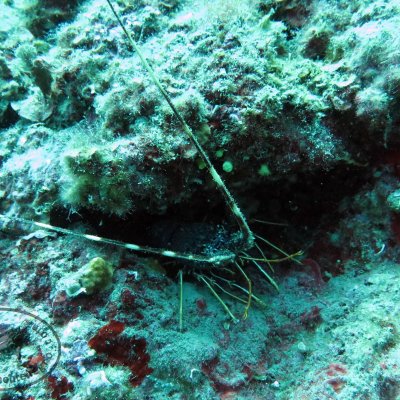 Montenegro Diving for children