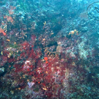 Montenegro. Diving on reefs