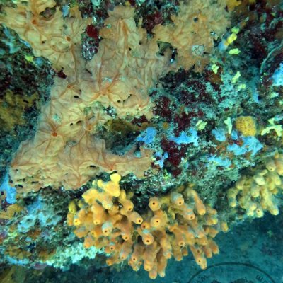 Fun dives in Montenegro. Diving in the Bay of Kotor