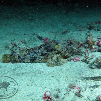 Night diving in Montenegro