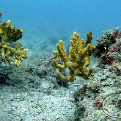 Beach Dobrec. Diving Montenegro