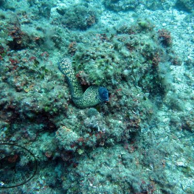 Introductory dives in Montenegro