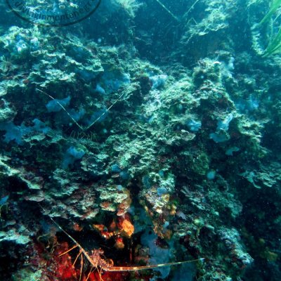 Daily diving in Montenegro