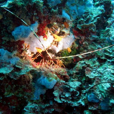 Diving for beginners in Montenegro