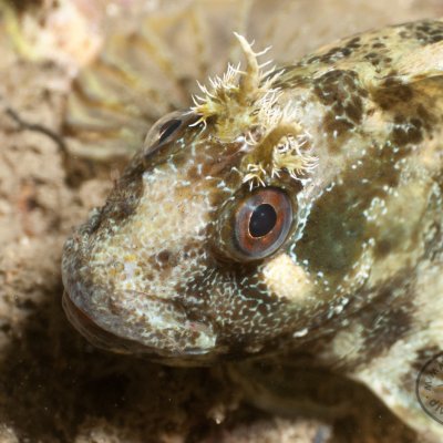 Diving destinations in Montenegro
