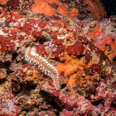 Dive sites in Montenegro