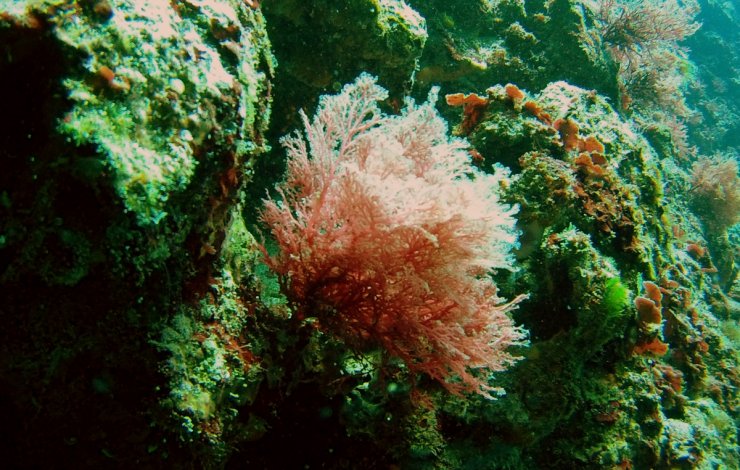 Cape Kobila