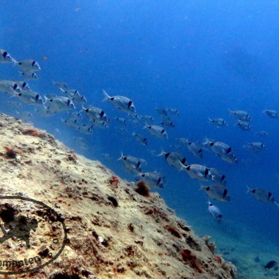 Fun dives in Montenegro