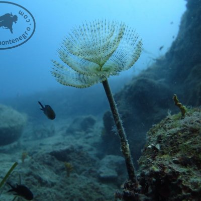 Reefs. Diving. Montenegro