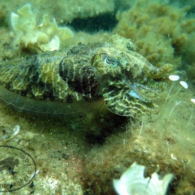 Octopus, lobster, cuttlefish. Diving in Montenegro