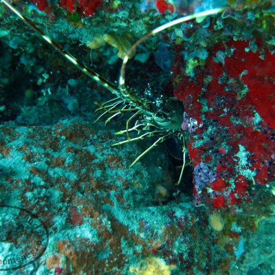 Intro-dives. Introductionary diving. Montenegro