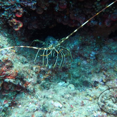 Daily diving. Montenegro
