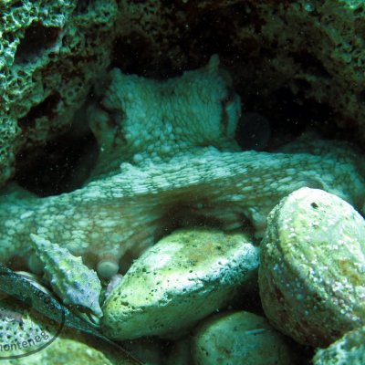 Diving for groups of divers in Montenegro