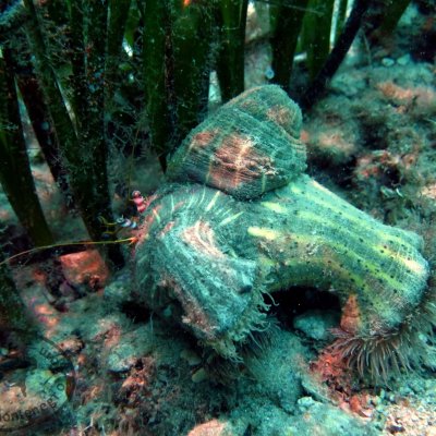 Intro-dives. Introductionary diving. Montenegro