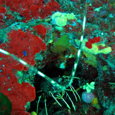 Island Mamula. Diving. Montenegro