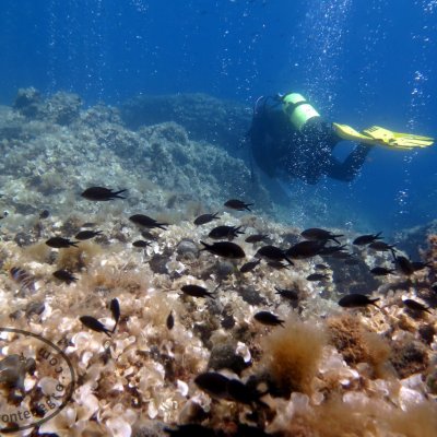 The Adriatic Sea. Diving. Montenegro