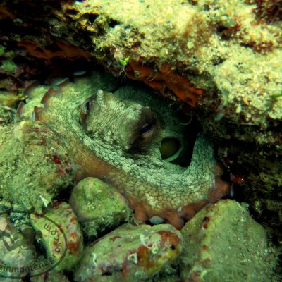Montenegro. Diving for the beginners
