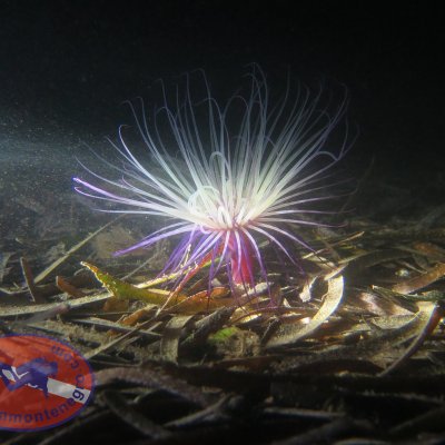 Night diving in the Adriatic sea