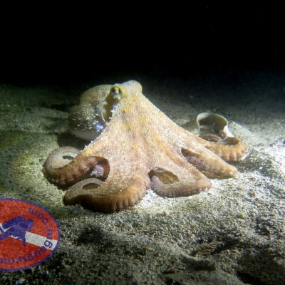 Underwater photography during the night dive