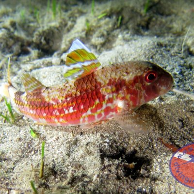 Underwater world of the Adriatic sea
