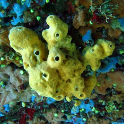 The underwater caves in the Adriatic Sea