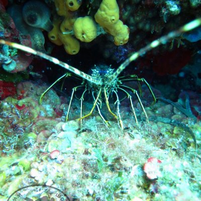 The inhabitants of the Adriatic Sea. Diving