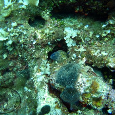 Diving on reefs. Montenegro