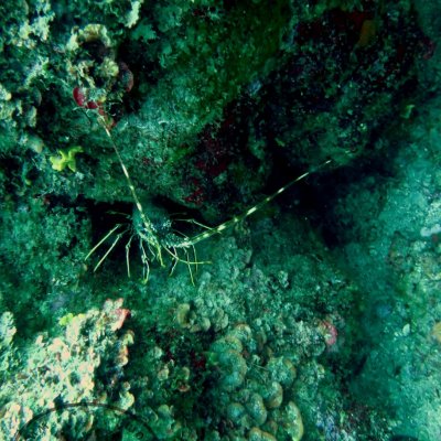 Diving for the beginners. Montenegro